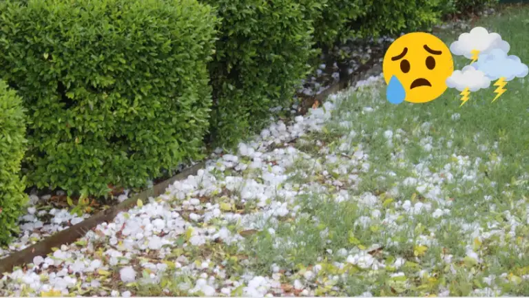 Tormenta y tormenta: 8 consejos para proteger el huerto y la huerta