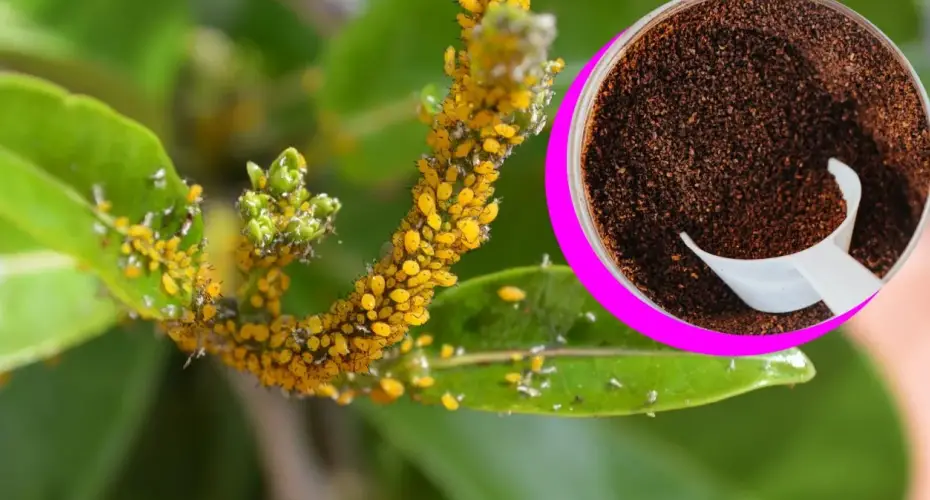 Ven y elabora un potente insecticida con café y vinagre para eliminar plagas y plagas del jardín