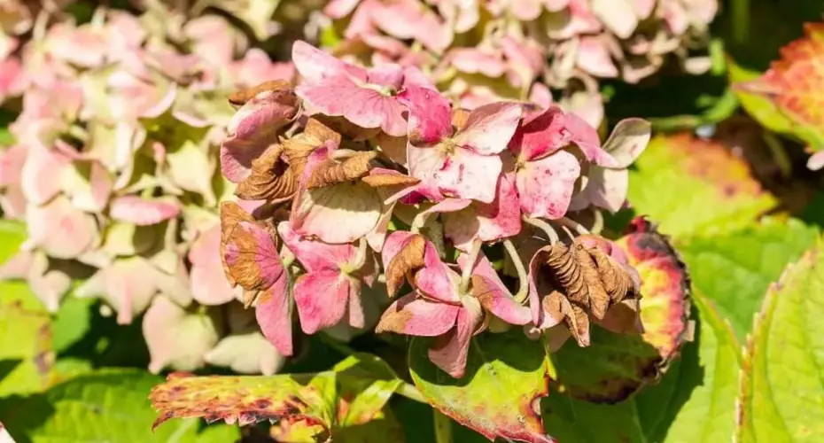 ¿Cómo podar las hortensias muertas de tu jardín? Sigue los mejores consejos de un experto