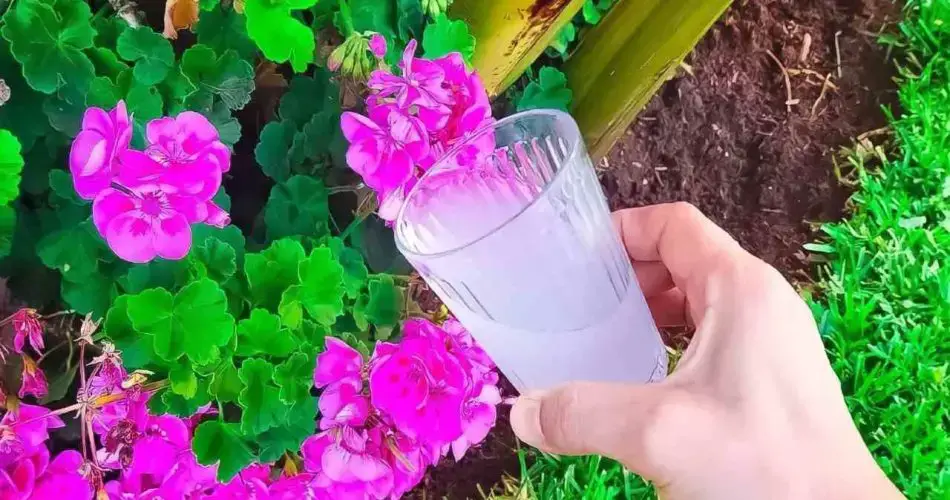 Truco de los jardineros para que las plantas crezcan rápido: riégalas con esto