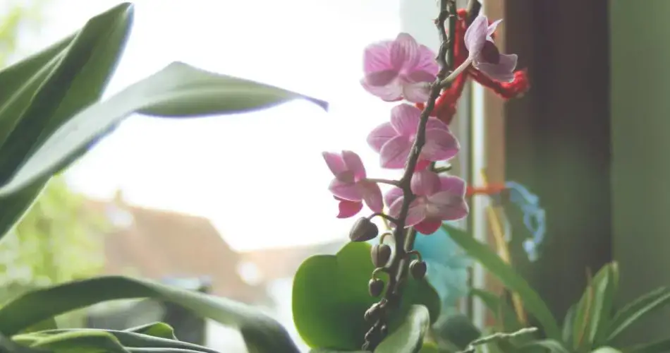 Orquídea, sólo si la cultivas en esta maceta estará llena de flores: muy frondosa