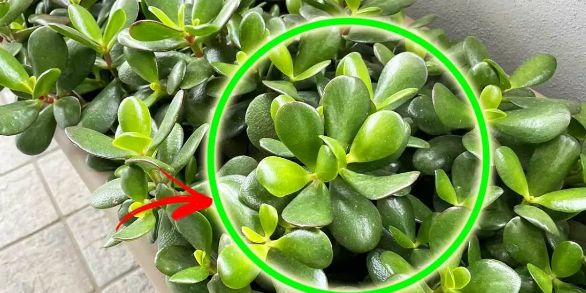 ¿Dónde colocar el árbol de jade? – consejos para cuidar un árbol de jade