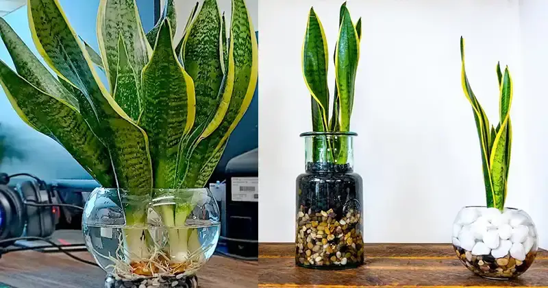 Cultivo de plantas de serpientes en agua: un enfoque decorativo y de bajo mantenimiento