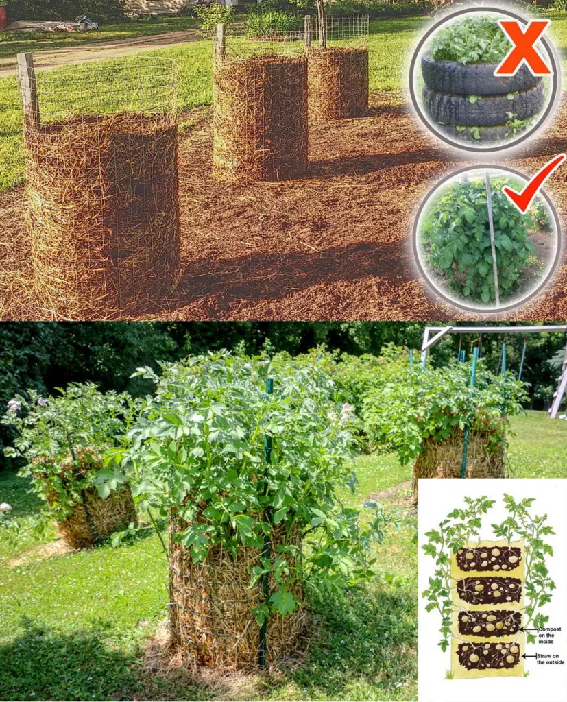 Cómo construir una torre de patatas: una guía paso a paso para una jardinería eficiente