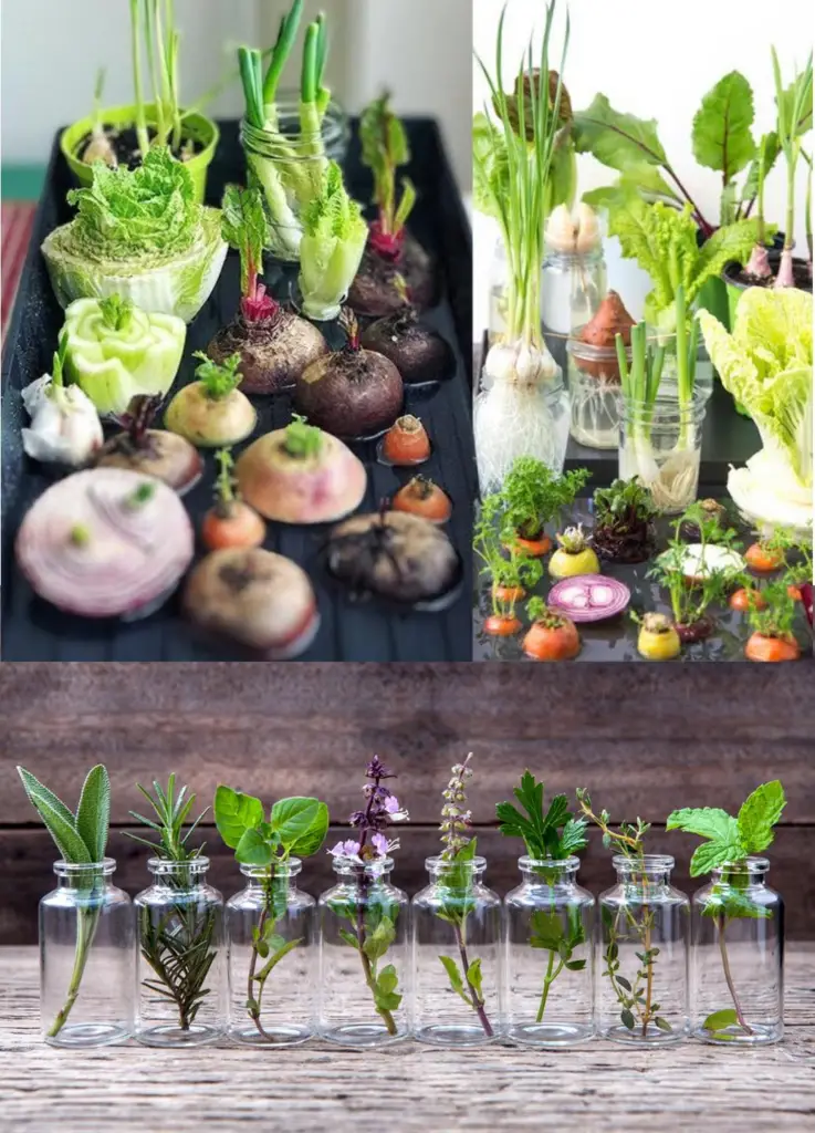 25 hierbas, verduras y plantas que puedes cultivar en agua: una guía para la jardinería hidropónica en casa