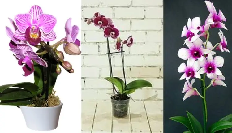 Jardinería: los 6 pasos clave para cuidar eficazmente tu orquídea