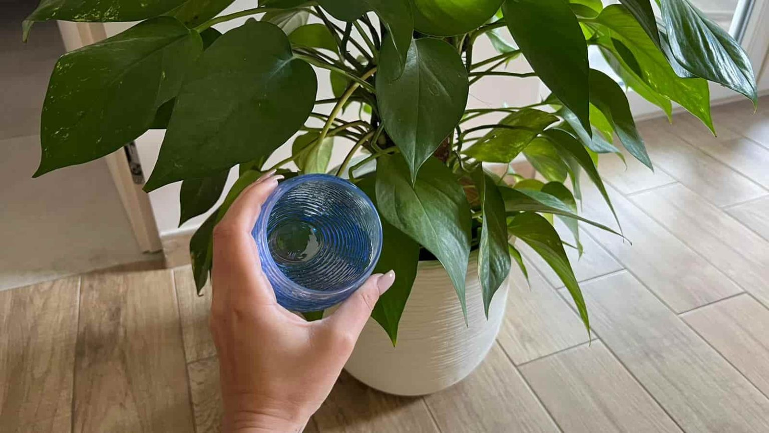 Secretos de jardinería: los increíbles beneficios del agua oxigenada para tus plantas