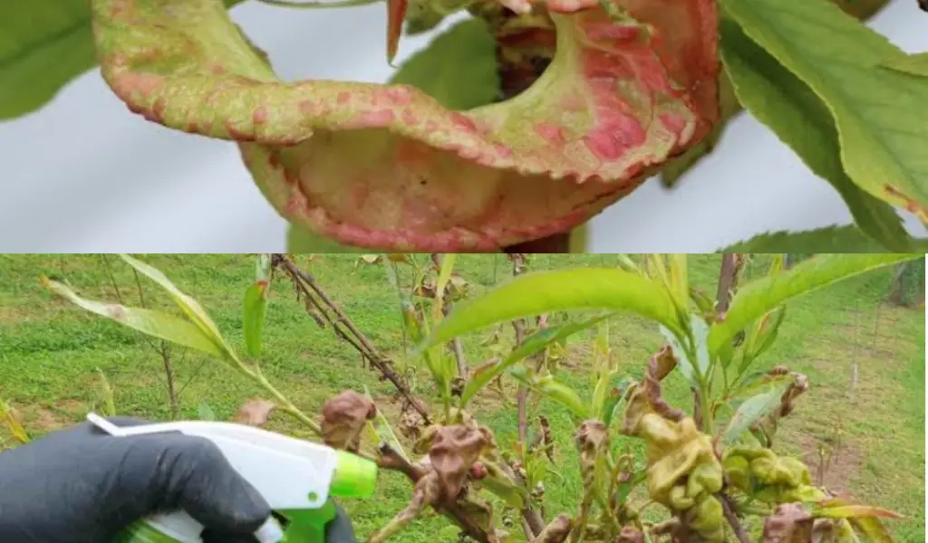 Aqu Se Explica C Mo Prevenir Y Curar La Curvatura De Las Hojas De Durazno En Poco Tiempo