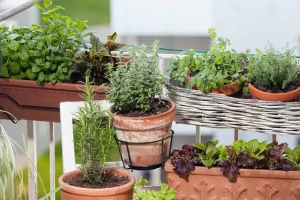 Jardinería en el balcón en febrero: variedades inteligentes y consejos prácticos