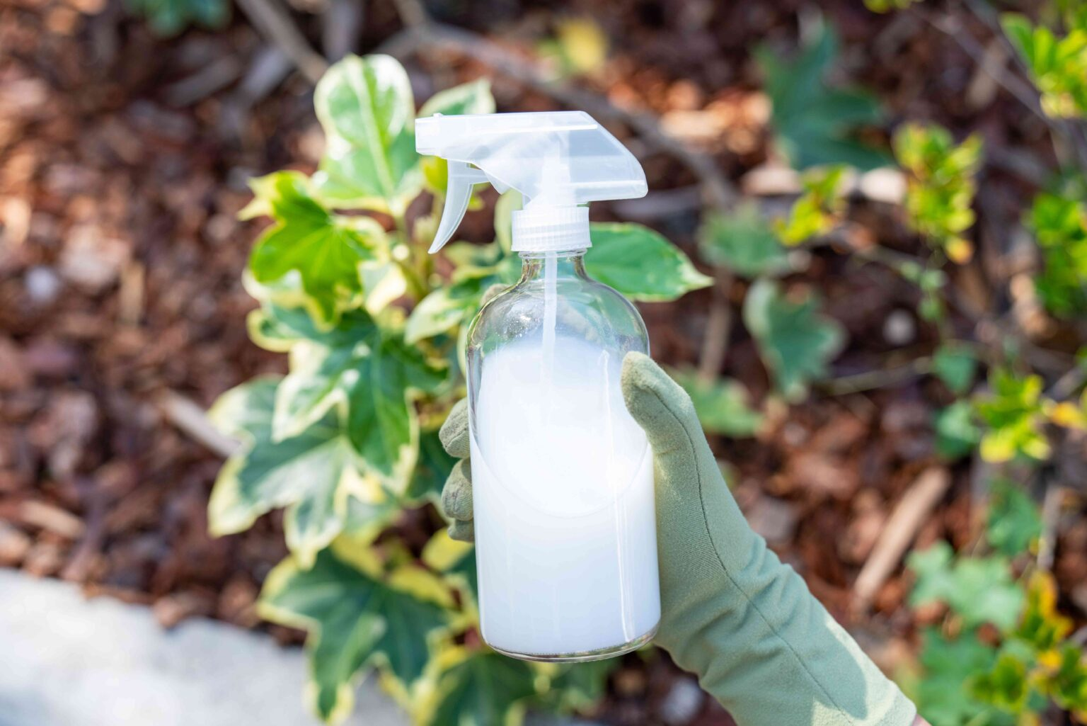 Los asombrosos beneficios de la leche en el jardín: una guía completa para una jardinería exitosa