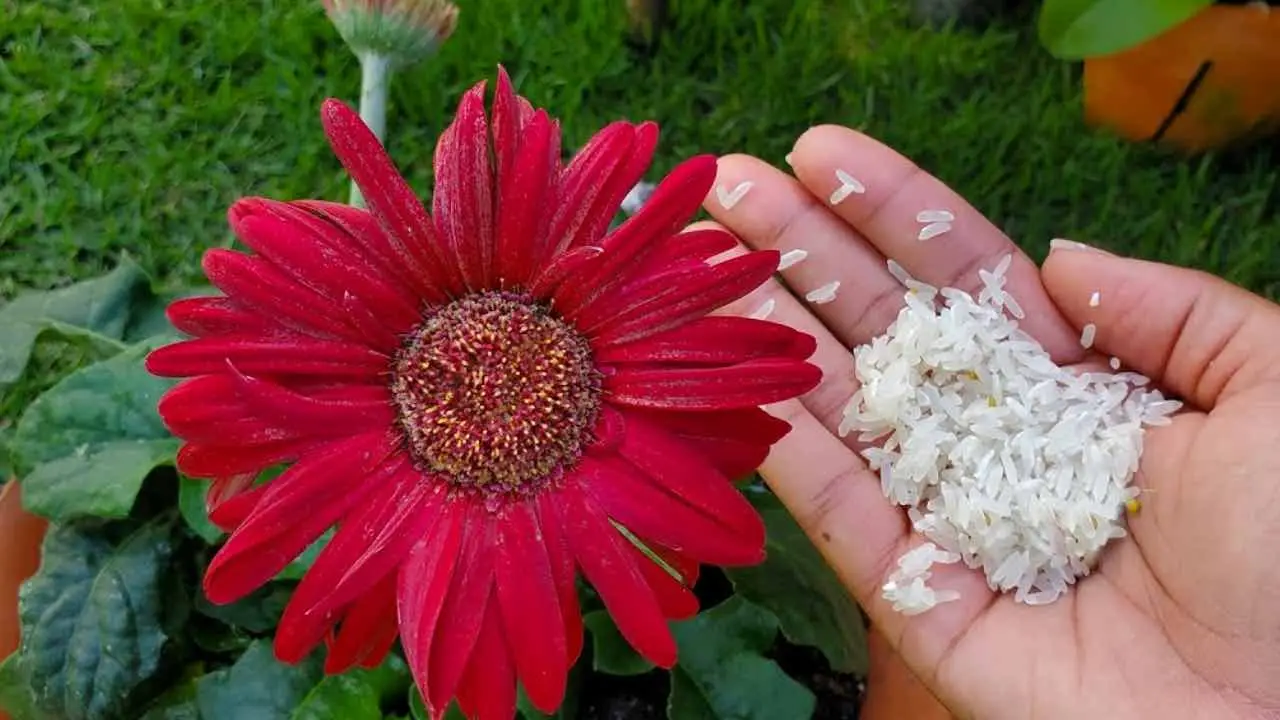 Un secreto de jardinería para plantas magníficas: agua para cocinar arroz