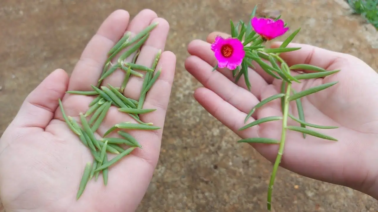 Portulaca Grandiflora, pocas personas conocen este increíble truco