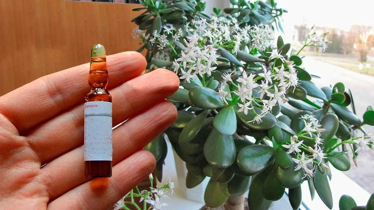 Árbol del dinero, suficiente esta ampolla: todas las flores florecerán constantemente