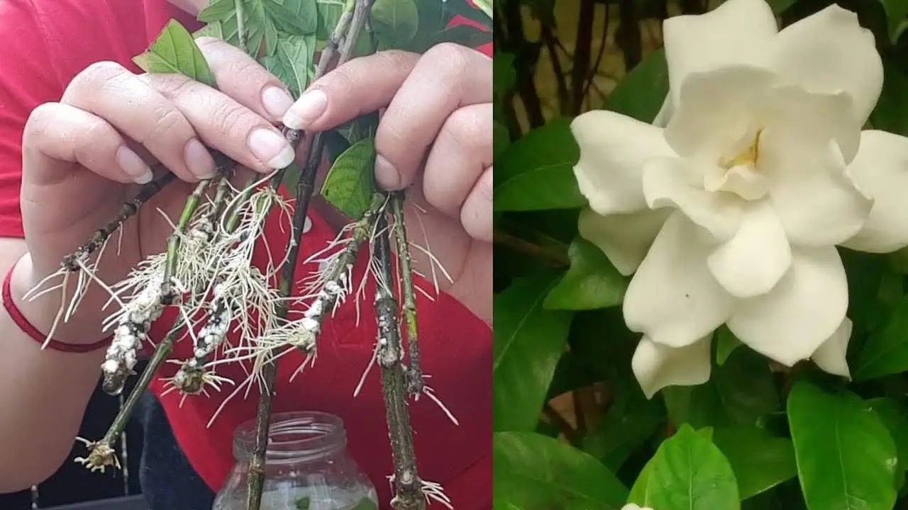 Cómo reproducir interminablemente gardenia o jazmín: sale a la luz el secreto de las floristerías.