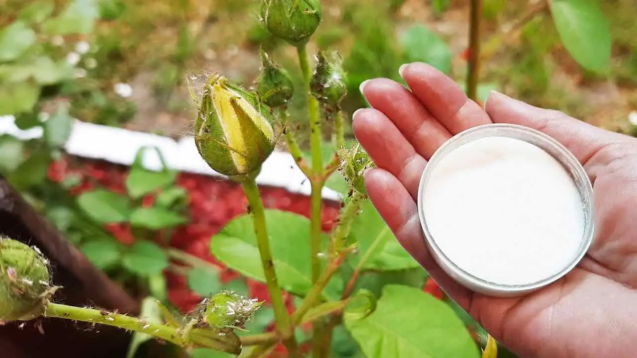 Salva las rosas y otras plantas de plagas odiosas: protégelas solo de esta manera