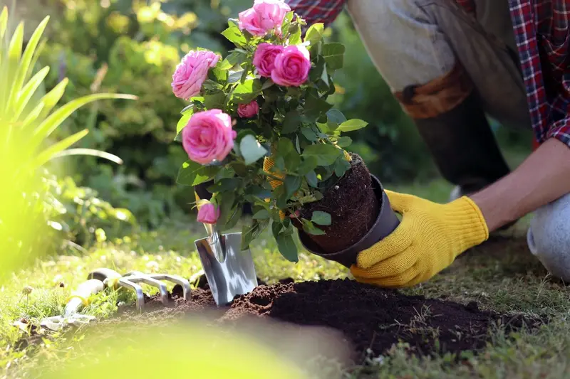 Descubra los secretos de un exuberante jardín de rosas: los 5 mejores consejos de expertos en jardinería