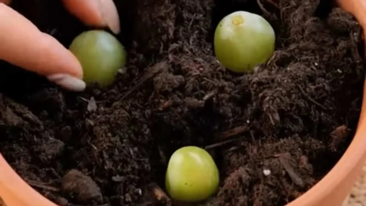 Pon 3 uvas en una maceta llena de tierra: ¿qué sucede 10 días después?