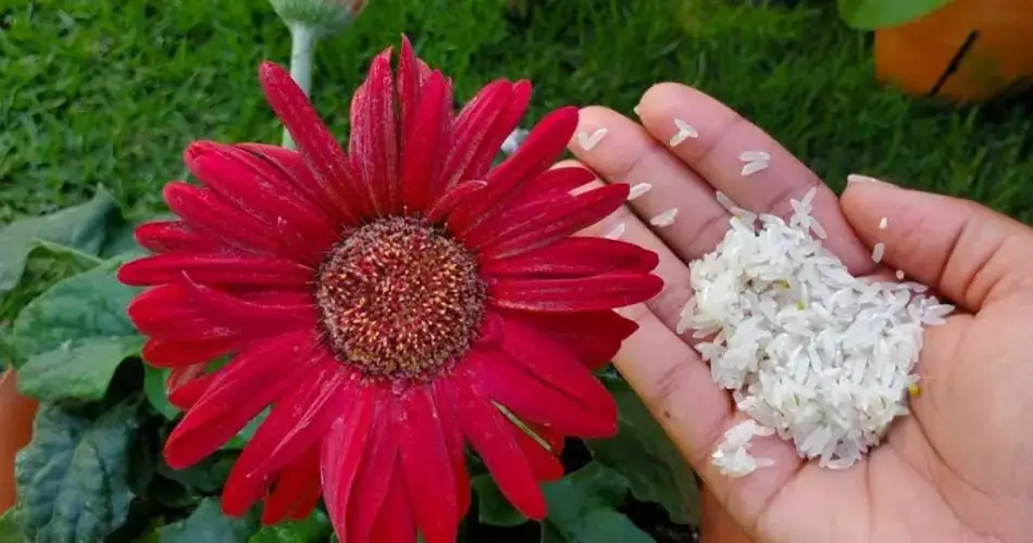 Espolvorea este ingrediente en las plantas de tu casa y todo el vecindario te envidiará