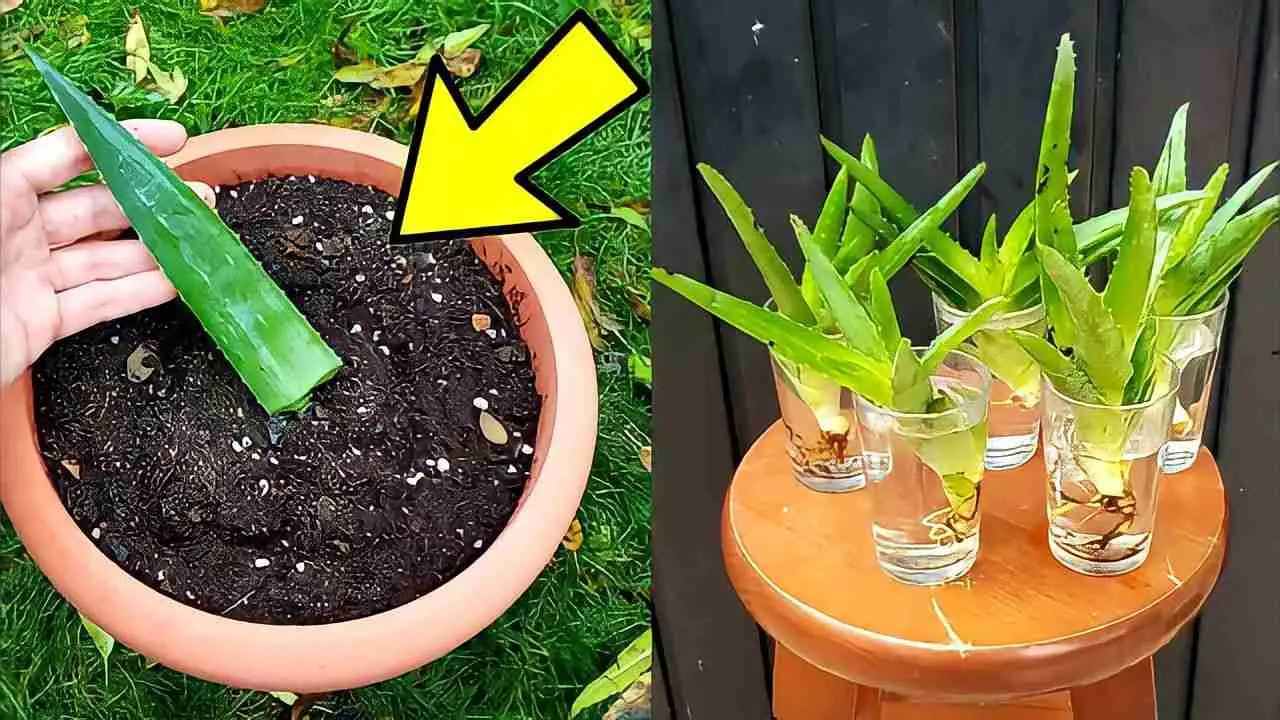 Aloe vera, de la hoja a la planta: con este método se reproduce infinitamente