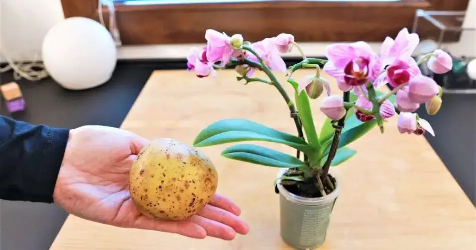 Orquídeas, el truco para que duren para siempre: nunca habían sido tan frondosas y fuertes