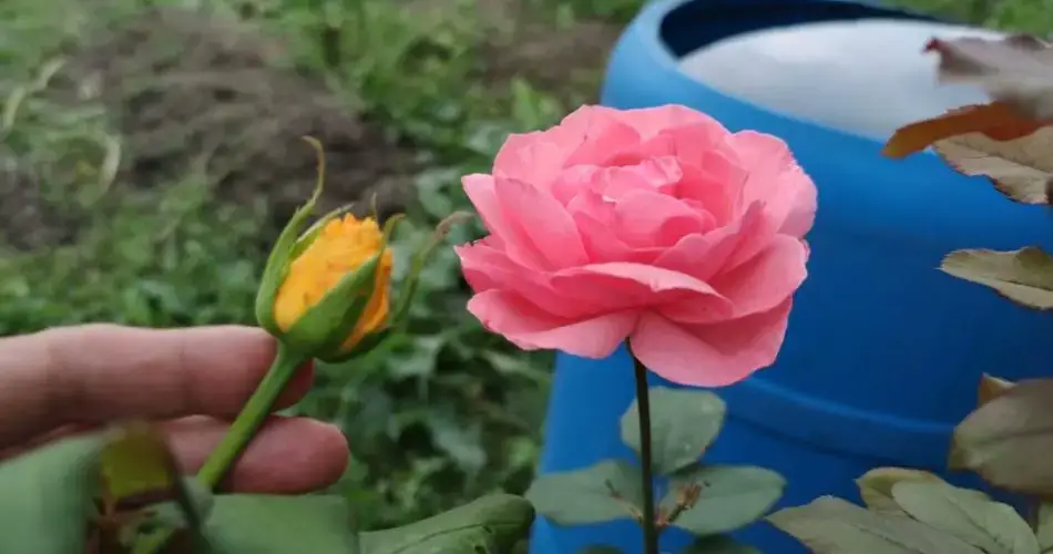 Cómo injertar una rosa en otra variedad: el truco finalmente revelado