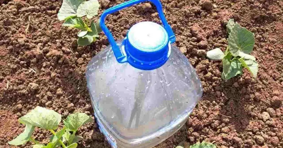 El sistema más sencillo para regar pepinos, tomates, calabacines, sandías y melones