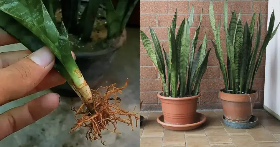 Cómo propagar Sansevieria: dos formas prácticas y rápidas