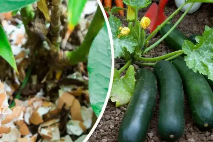 Cáscaras de huevo: utilízalas en el huerto. Aquí está el truco genial de los jardineros