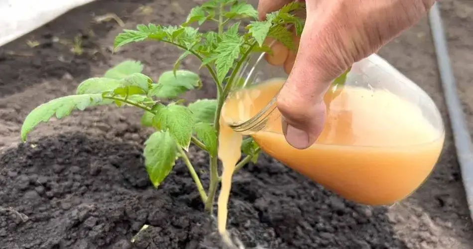 Huerto, solo así crecerán los tomates en un instante: cosecha temprana y abundante