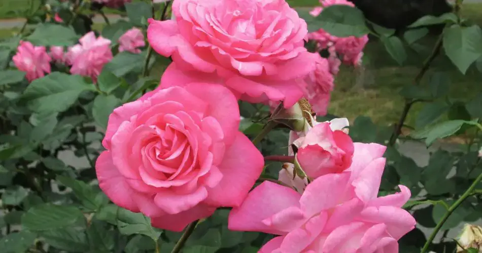 Cómo prolongar la floración de las rosas en maceta.