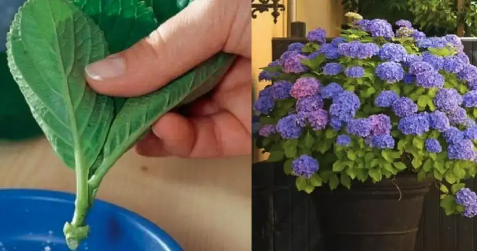 El cultivo de hortensias: no exponerla al sol directo y nunca dejarla sin agua