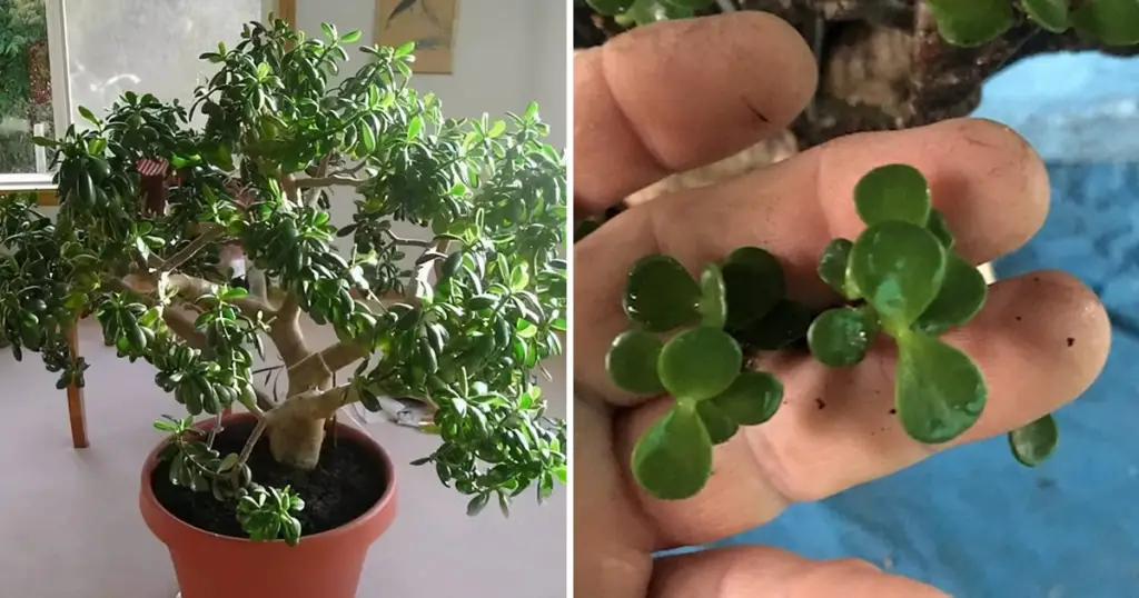 5 cuidados necesarios para que el árbol de Jade dure muchos años