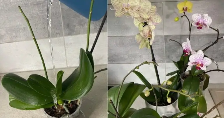 Riega con él. Las orquídeas florecen profusamente y dan raíces sanas.