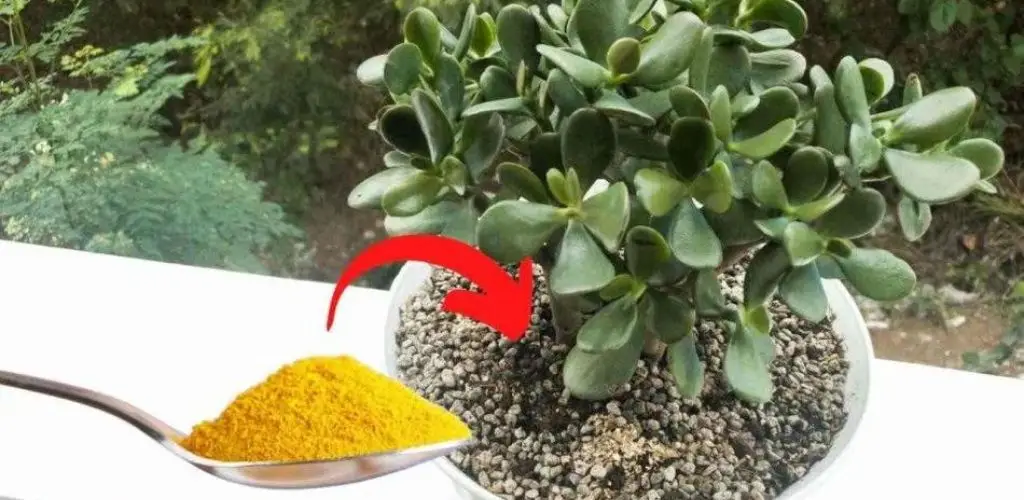 Árbol de jade, con solo una cucharada de este ingrediente florece maravillosamente