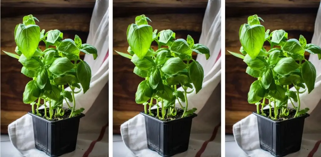 Dondequiera que coloques una planta de esta en tu casa, nunca aparecerá un ratón.