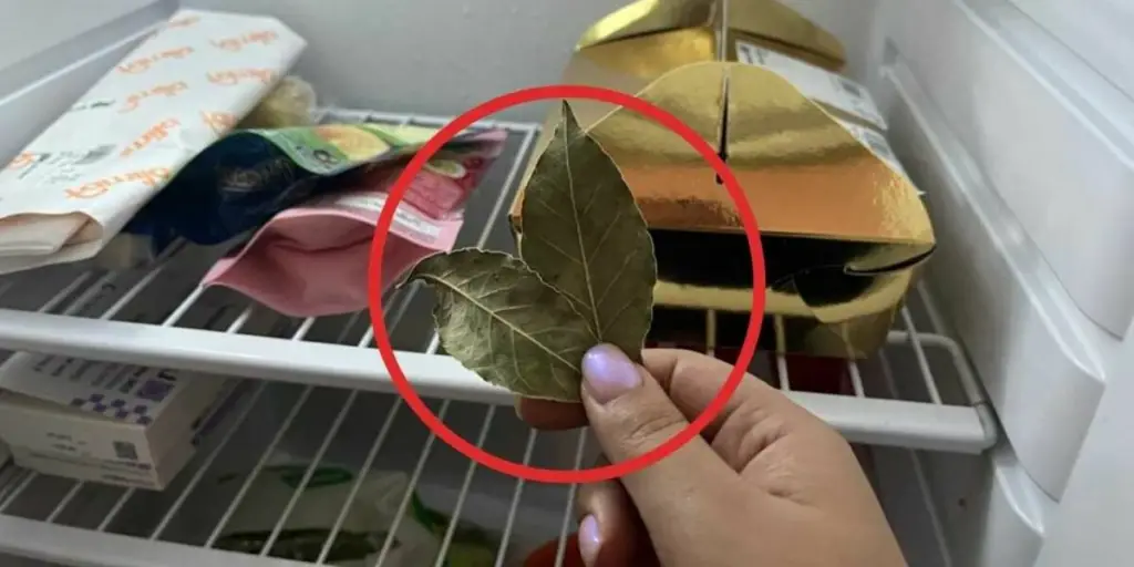 Deje las hojas de laurel en el frigorífico durante la noche: he aquí por qué