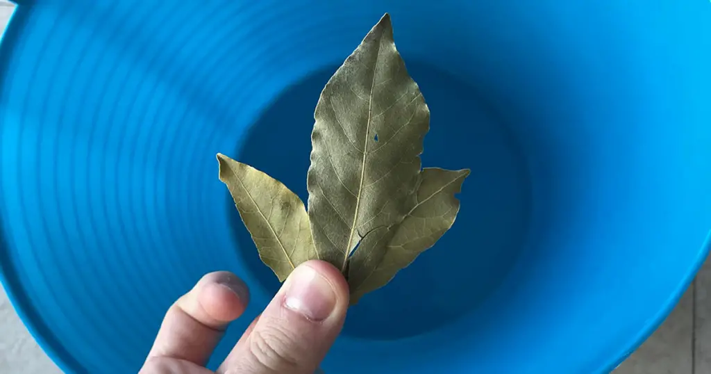 Por eso es necesario poner una hoja de laurel en el cubo de la fregona.