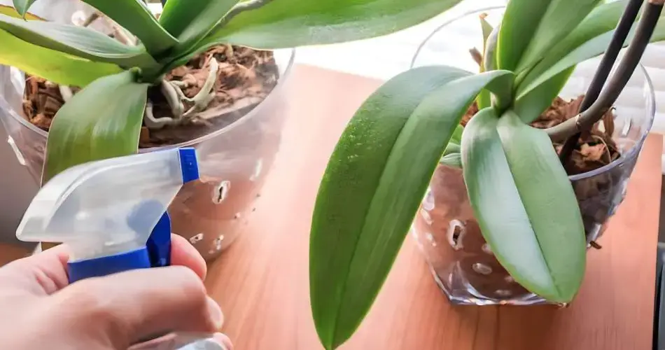 Cómo hacer que las orquídeas florezcan todo el año: añade esto a tu agua de riego