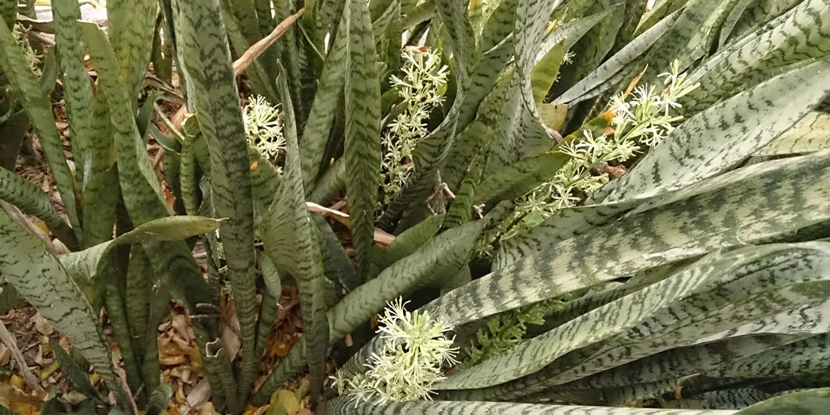 Cómo cuidar el spathiphyllum para que florezca todo el año y dure para siempre