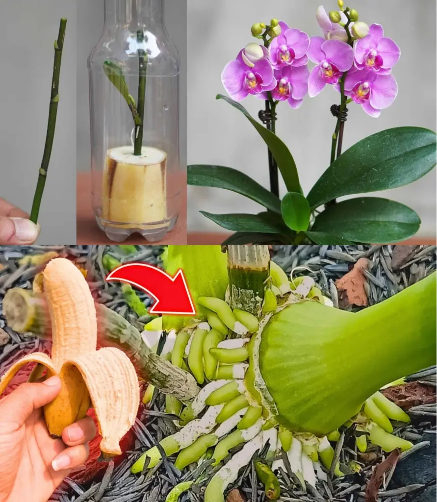 Cómo propagar una orquídea, solo necesitas una cáscara de plátano: muy simple