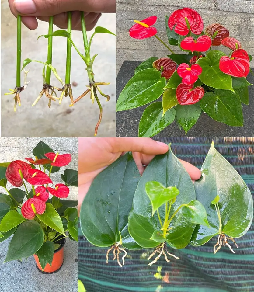 El anturio producirá muchas flores gracias a esta agua: nunca estuvo tan bonito