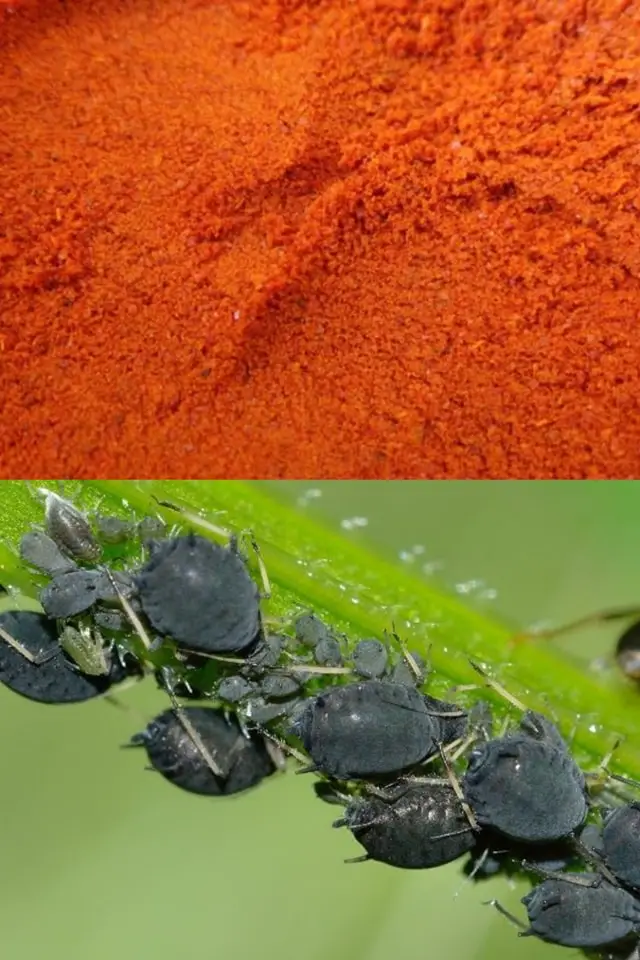 Los pulgones de las plantas desaparecerán para siempre con este polvo: extiéndelo enseguida