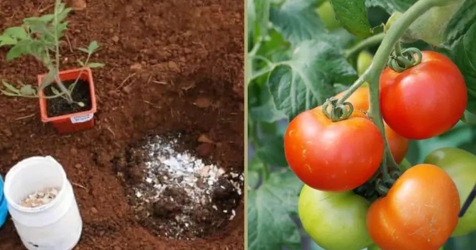 ¡Pon estos 8 ingredientes en el suelo para cultivar grandes tomates rápidamente!