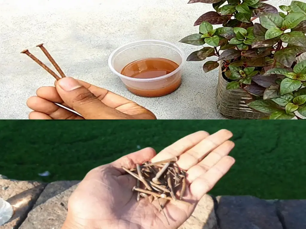 Porque todos se están dejando un clavo en las plantas antes de irse de vacaciones