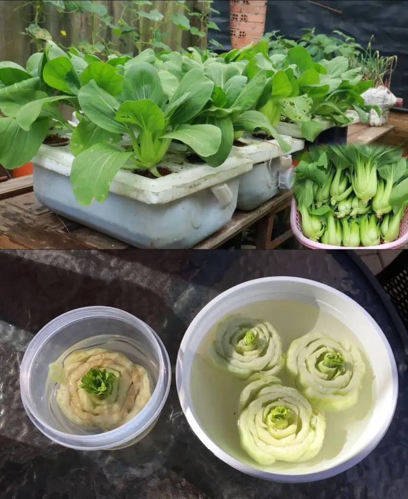 Consejos para cultivar Bok Choy en tu jardín