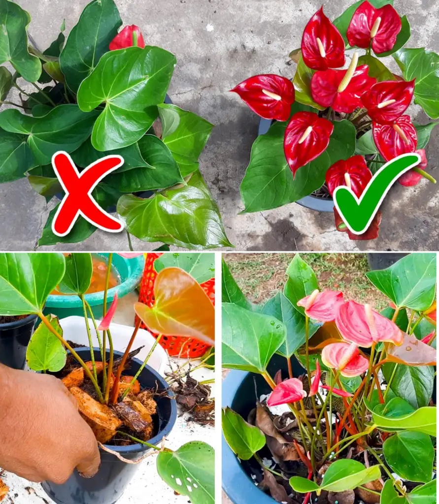 Anthurium, como tener una explosión de flores: el barrio querrá saber el secreto