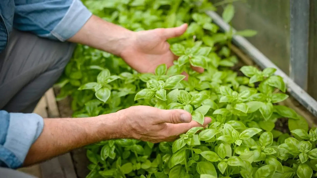 Albahaca fresca y saludable para todo un año, cómo cultivarla: este es el secreto