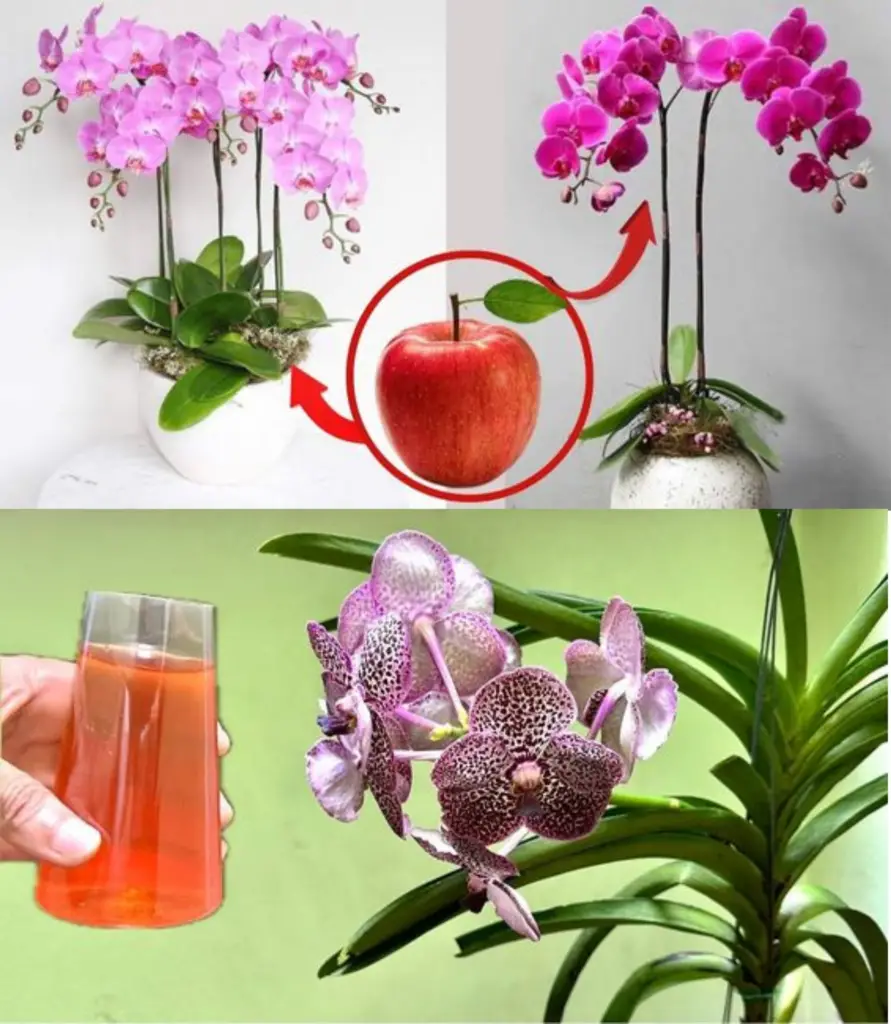 Todo lo que necesitas es este vaso y la orquídea florecerá continuamente durante 4 estaciones.