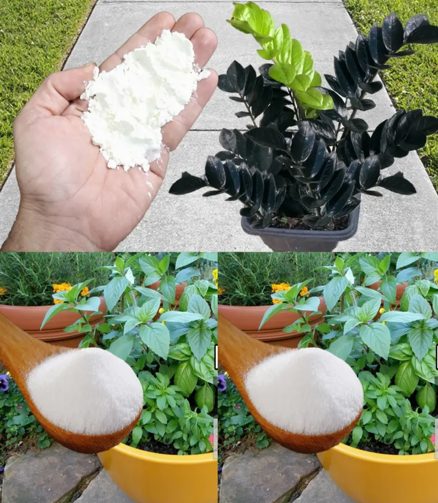 Un puñado de este ingrediente regenerará todo el jardín durante 4 estaciones