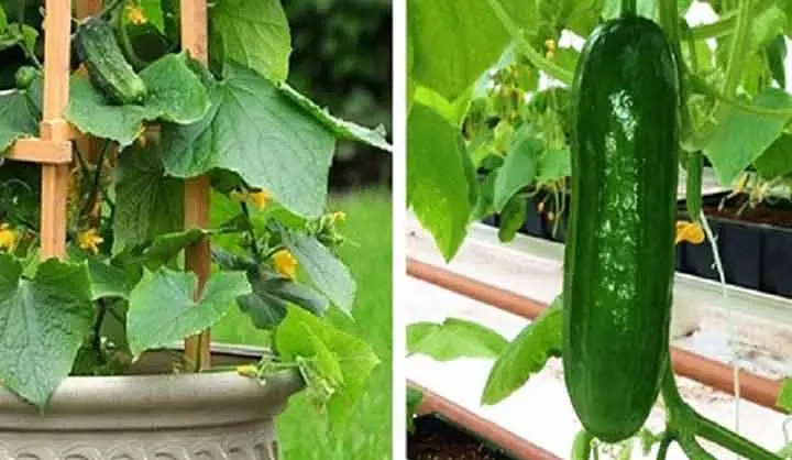 Cómo cultivar pepinos verticalmente, muchas frutas.